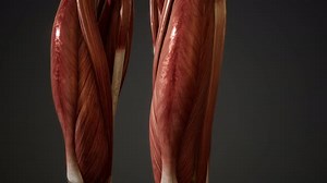 Muscular System of Human Body Animation