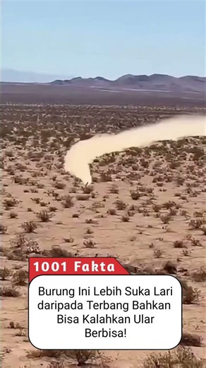 Burung Pelari Tercepat di Dunia?! Fakta Unik Roadrunner