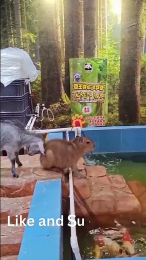 Capybara vs Goat: The Funniest Animal Fight You’ll See Today! 😂 #shorts #youtubeshorts #animal