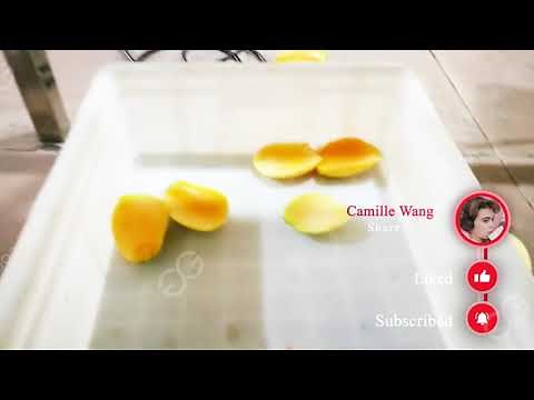 Automatic Mango Peeling And Cutting Machine