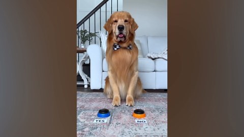 My dogs compete to answer everything