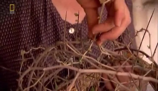 444K views · 8.5K reactions | WONDERFUL GOOD FRIDAY DOCUMENTARY: RELICS OF THE CROWN OF THORNS OF OUR LORD JESUS - A wonderful National Geographic Documentary to one of the Precious Relics of the Passion of Jesus Christ: A CROWN OF THORNS PLACED ON HIS HEAD... | ARMA Christi | Facebook