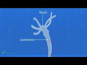 Budding In Hydra, Budding in Multicellular Organism.
