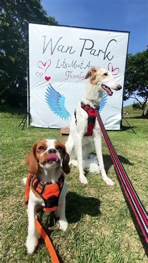 わんパーク鹿島灘海浜公園✨ #犬 #キャバビー #キャバリア #ビーグル #ボルゾイ #フェス #大型犬 #shorts