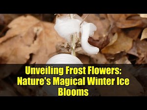 Unveiling Frost Flowers: Nature's Magical Winter Ice Blooms