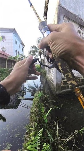 Topwater Explosion – Predator Fish Attack!