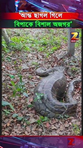 'Huge python in trouble after swallowing goat whole in Sundarbans locality', caught by villagers