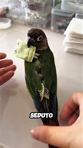 Il modo più intelligente per far volare un pappagallo in casa: arte e artigianato in legno 🦜👇