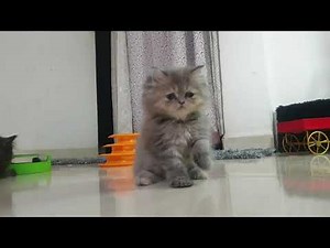 How to train your persian cat kitten |cutecat|live video persian cat kitten |spa |grooming |