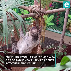 35K views · 1K reactions | Edinburgh Zoo welcomes Scotland's only sloths as they make first appearance to public - we cannot handle the cuteness! 殺 | Edinburgh Live | Facebook