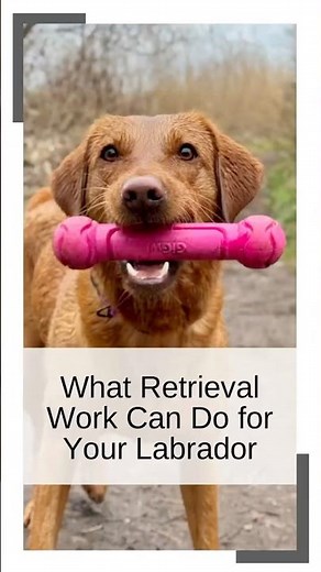 What Retrieval Work Can Do for Your Labrador