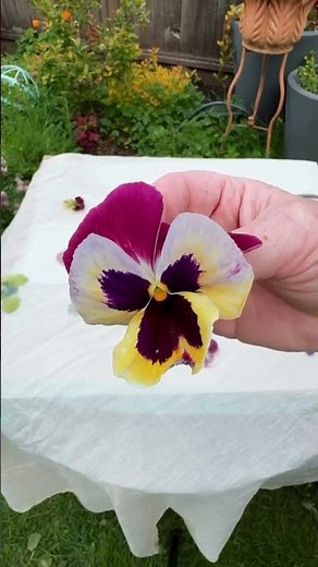 Eco-Printing: How to Hammer Flowers Onto Fabric