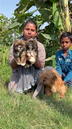 Lhasa Apso Home Breed Puppies in Kolkata. #pets #dogbreed