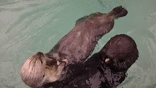 When you're a sea otter, you SEA food and you eat it! | SeaWorld