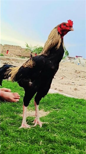 java mushki pure mianwali aseel | home breed |,jawa aseel,jawa aseel murga,jawa #pets #hen #youtube