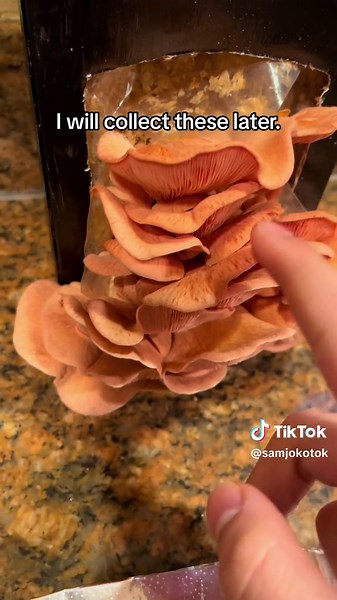 Corvidceps Part 3. This is not really an infection these are harmless pink oyster mushrooms. I am a liar. - #mushrooms #mushroom #cordyceps #thelastofus #tlou #fungalinfection #zombie #mycology #mushroomgrowing #fyp
