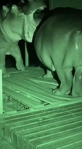 22K views · 154 reactions | HIPPO WAR ON MY PORCH! I woke up to UNBELIEVABLE sounds and found two hippos tearing apart my cabin porch! My night vision camera barely survived. This is NOT a drill! 勞 #HippoFight #CabinLife #NightmareFuel #TerritoryBattle #WildAnimals #Sora2 #Hippos #WildlifeAttack #CabinPorch #NightVision #NatureIsWild | Wild Animal Encounters | Facebook