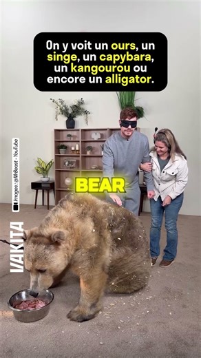 Une vidéo de MrBeast où il caresse à l’aveugle des animaux sauvages dépasse les 220 millions de vues