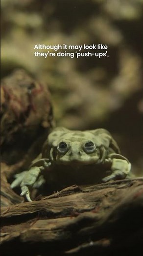 Happy Leap Day from our Titicaca water frog (aka scrotum frog) 🐸