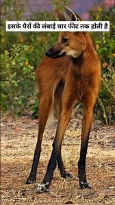 न लोमड़ी, न भेड़िया – फिर भी सबसे अलग जानवर | Maned Wolf #facts #shorts #viral #trending