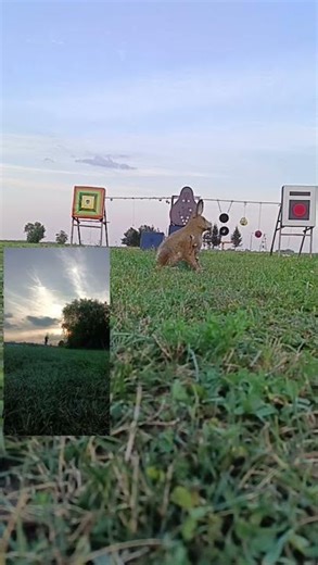 Archery training at the range 🎯 Shooting at a 3D target 🏹 #Archery #Training #3DTarget