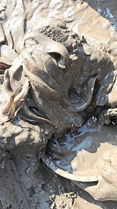 6.2K views · 30 reactions | Amazing Mud Fishing Video #fishing #catfish #fishing2025 | Daily Fishing Life | Facebook