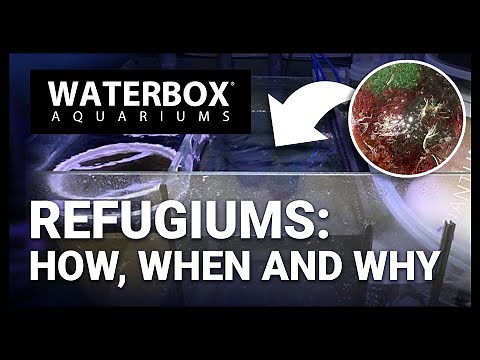 Let's Add a Refugium to the Huge REEF LX 320.7!