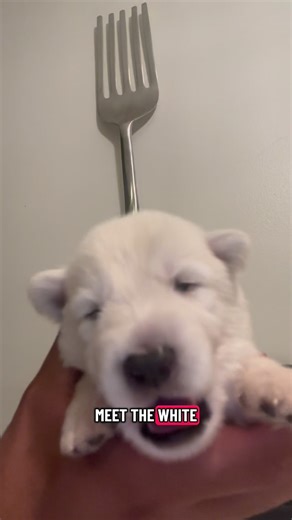 Mijas Mission | The white Swiss shepherd Zero #dog #viral #doglovers #instadogs #dogsofinstagram | Instagram