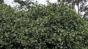 Out come the pollinators. Hard to capture on a camera phone but there was a heap of butterflies, bees, native bees and a few hover fly type insects I'm not sure about. A few wasps in the mix as well. #simplegardening #infinitegardening #kmnurseries #plantdoctor | Hervey Bay Tropical Gardening