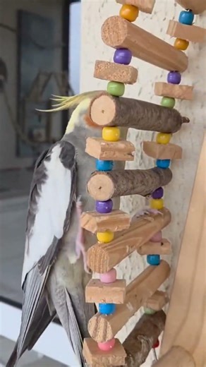#birds #light #cockatiel #cockatiel #ring #music #pets