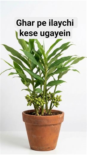 ghar pe ilaychi kese ugayein ( how to grow ilaychi at home) #ilaychi #shorts #1million #1millionview