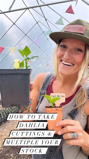 59 reactions | How to take Dahlia Cuttings to Double your Stock!...