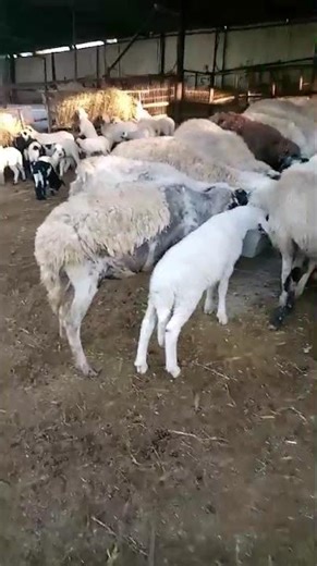 sheep sound #animals #homesheephome #farming #sheep #farmlife #farm #lamb