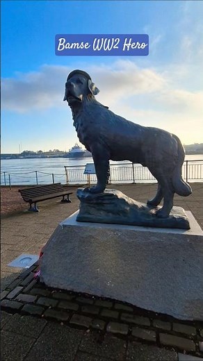 Bamse (1937-1944), Norwegian Sea Dog - World War 2 Hero 🇳🇴. #bamse #ww2heroes #norway #montrose