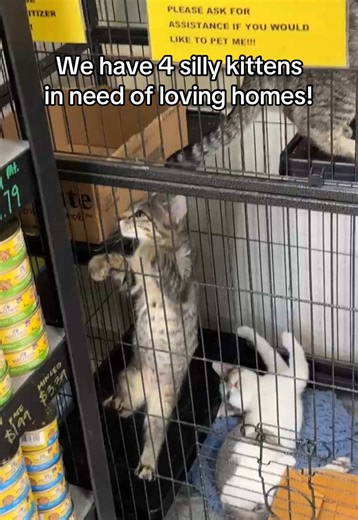 Learn more on how to adopt these kittens at SavingAnimalsToday.org! 🐱 #kittens #adoptdontshop