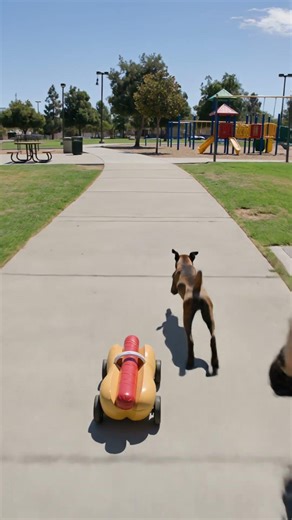 Boxer Dog's Hilarious Police Chase After a Ball! [Kling 3.0 Pro]