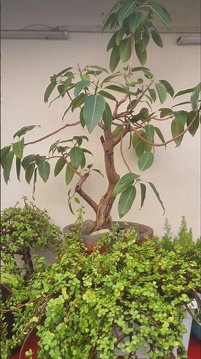 Amazing Bonsai Tree Facts You Need To Know Now #bonsaitree #shorts