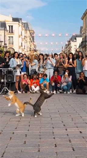 “Love on the Dance Floor — Two Cats, One Emotion”