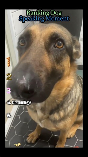 Ranking the Funniest Talking Dog Moments #ranking #dog