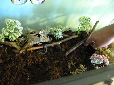 How to Setup Your Emperor Scorpion Tank