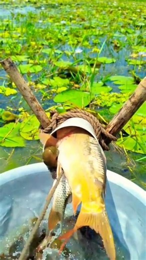 Incredible River Fishing: Catching Double Hilsa witha Pipe Trap#fishing #fish #handfish #pipefishing