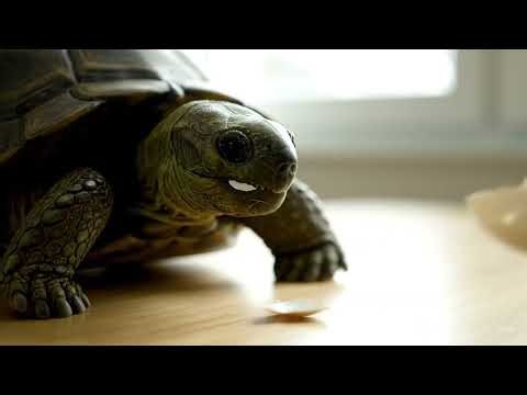 ASMR: Turtle Eating Sounds - Ultra Soothing Crunching Sounds