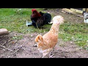 Mes poules d'ornement.