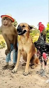 2.6M views · 10K reactions | South Sudanese's Dinka Chicken, Kenyan Dog, Ugandan Monkey, and their Kawaja Journalist! Good job guys, keep it up!藍藍藍藍藍藍藍 | Nebi John | Facebook