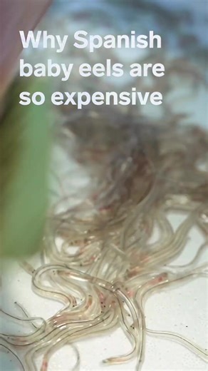 Angulas: La Delicia Española de las Anguilas
