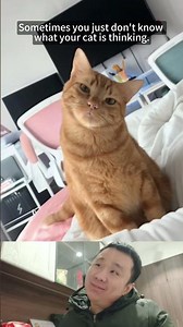 Try Not to Laugh: The “Orange” in Orange Cat = Derp! 😂 #funny #cat #pets #cute