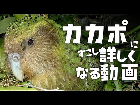 カカポ(フクロウオウム)にすこし詳しくなる動画