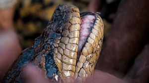 New species of world's biggest snake discovered while filming Will Smith series in the Amazon