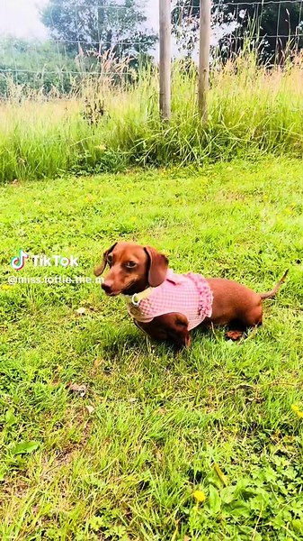 Miss Lotti the mini doxie on TikTok