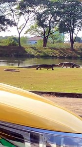 Standoff Between Monitor Lizard and Python